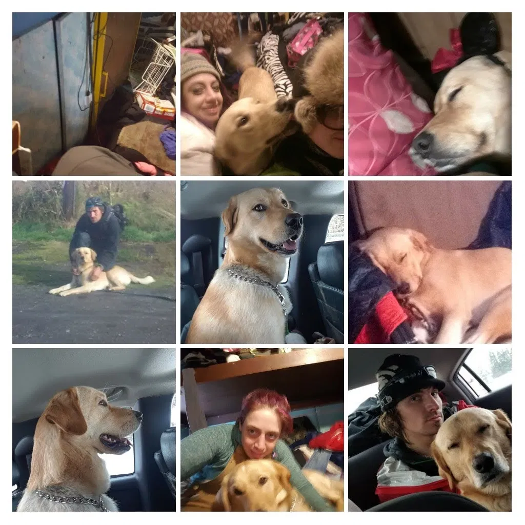Lost dog in Anchorage, AK, 99503