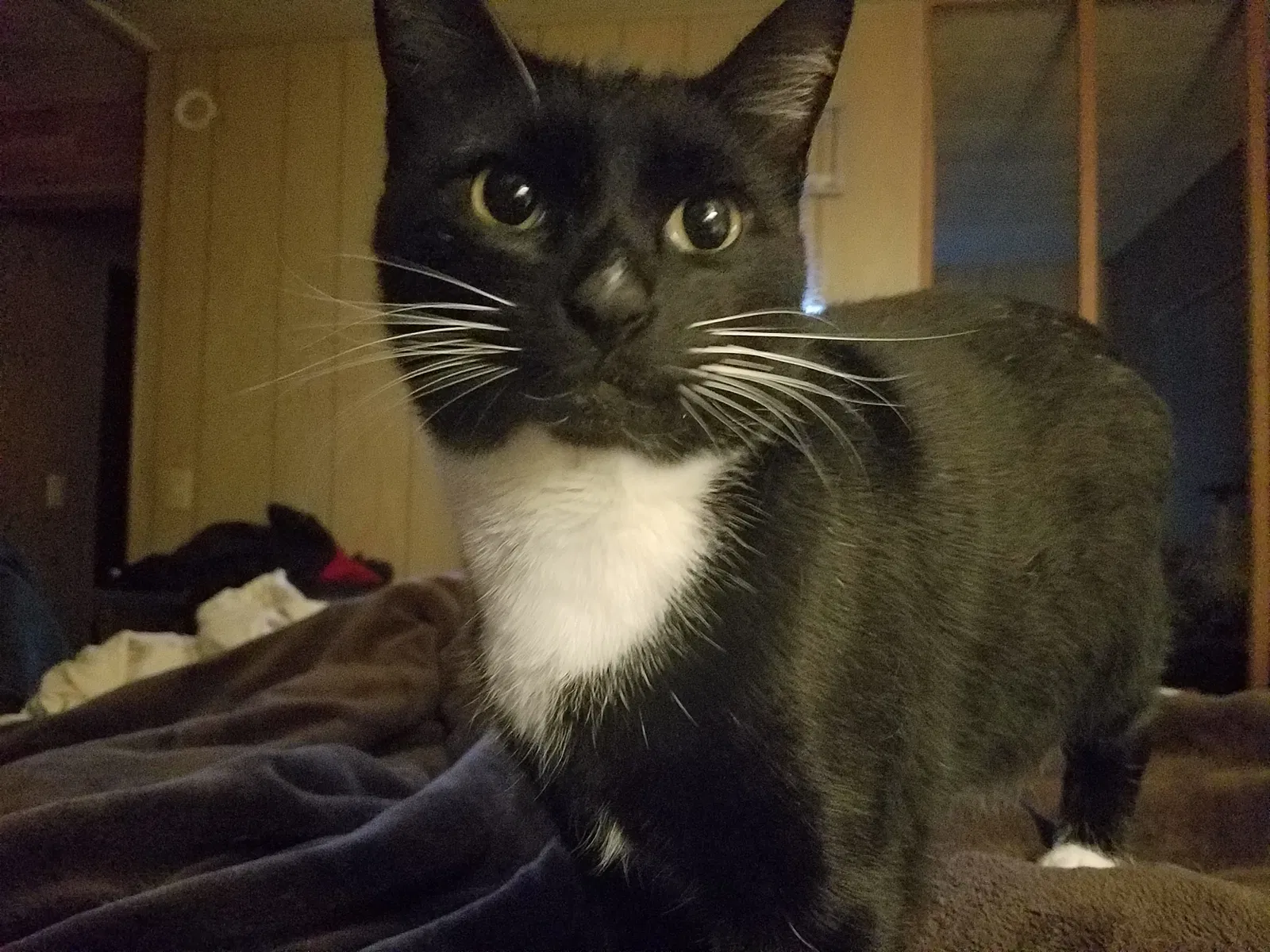 Lost cat in Tacoma, WA, 98404