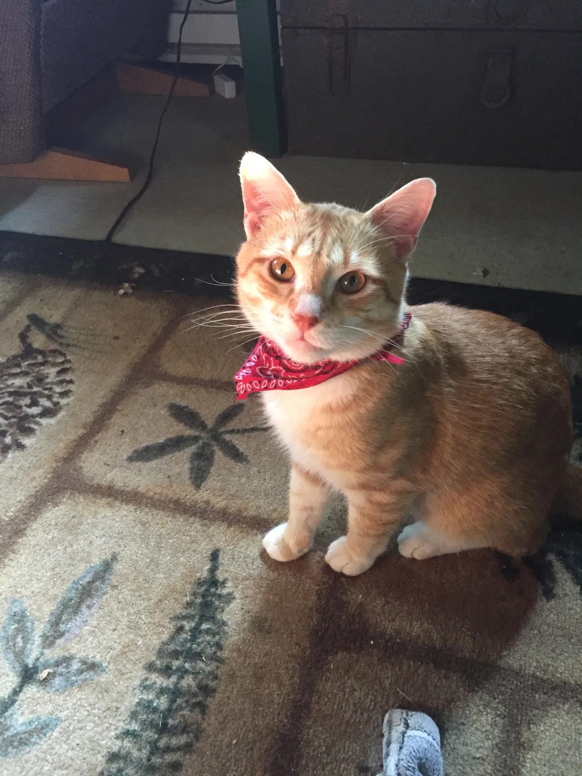 Lost cat in Comstock, WI, 54826