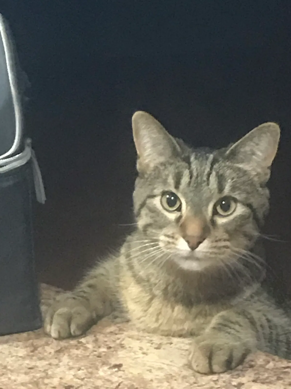 Lost cat in Hutchinson, MN, 55350