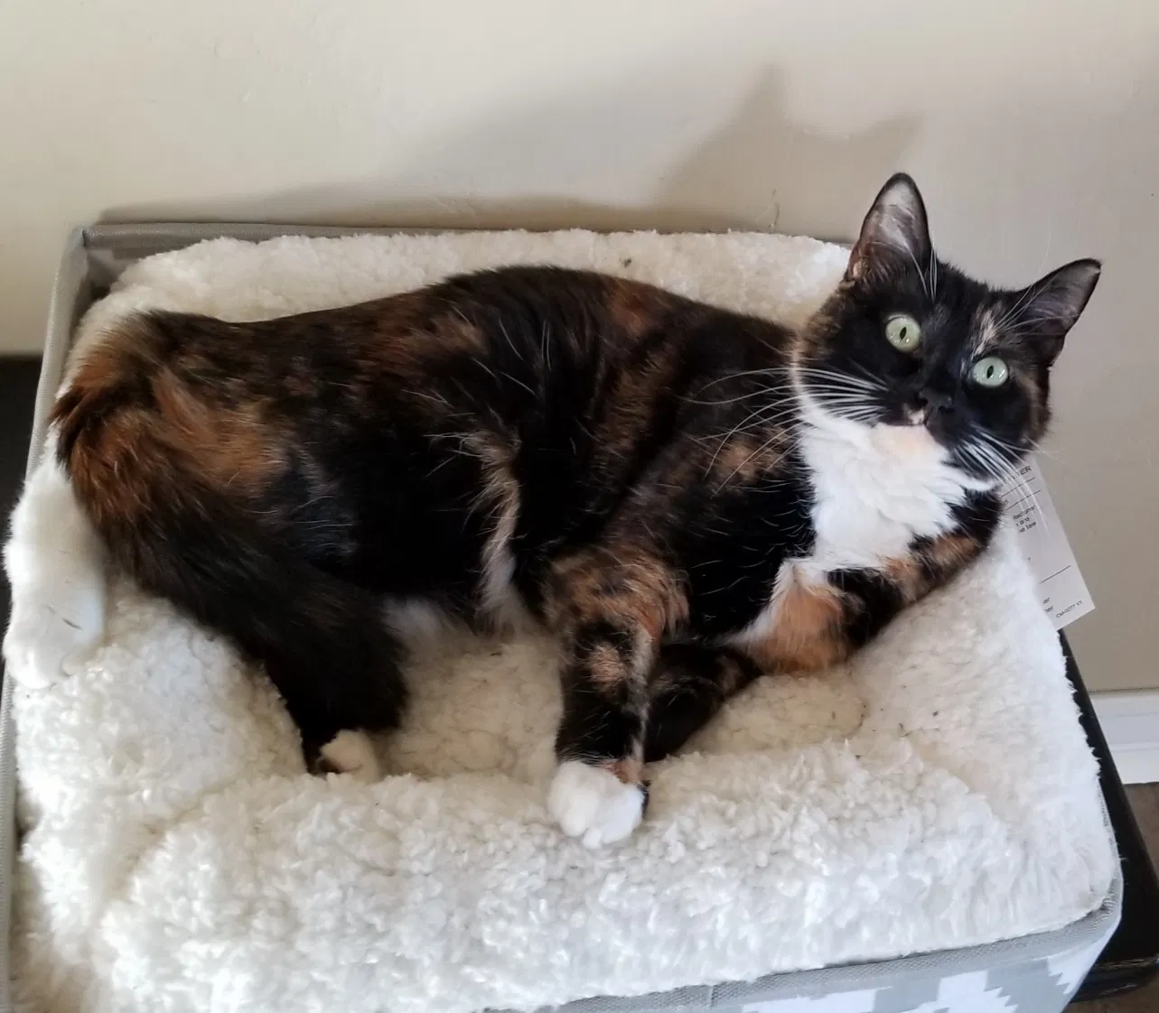 Lost cat in Salt Lake City, UT, 84102