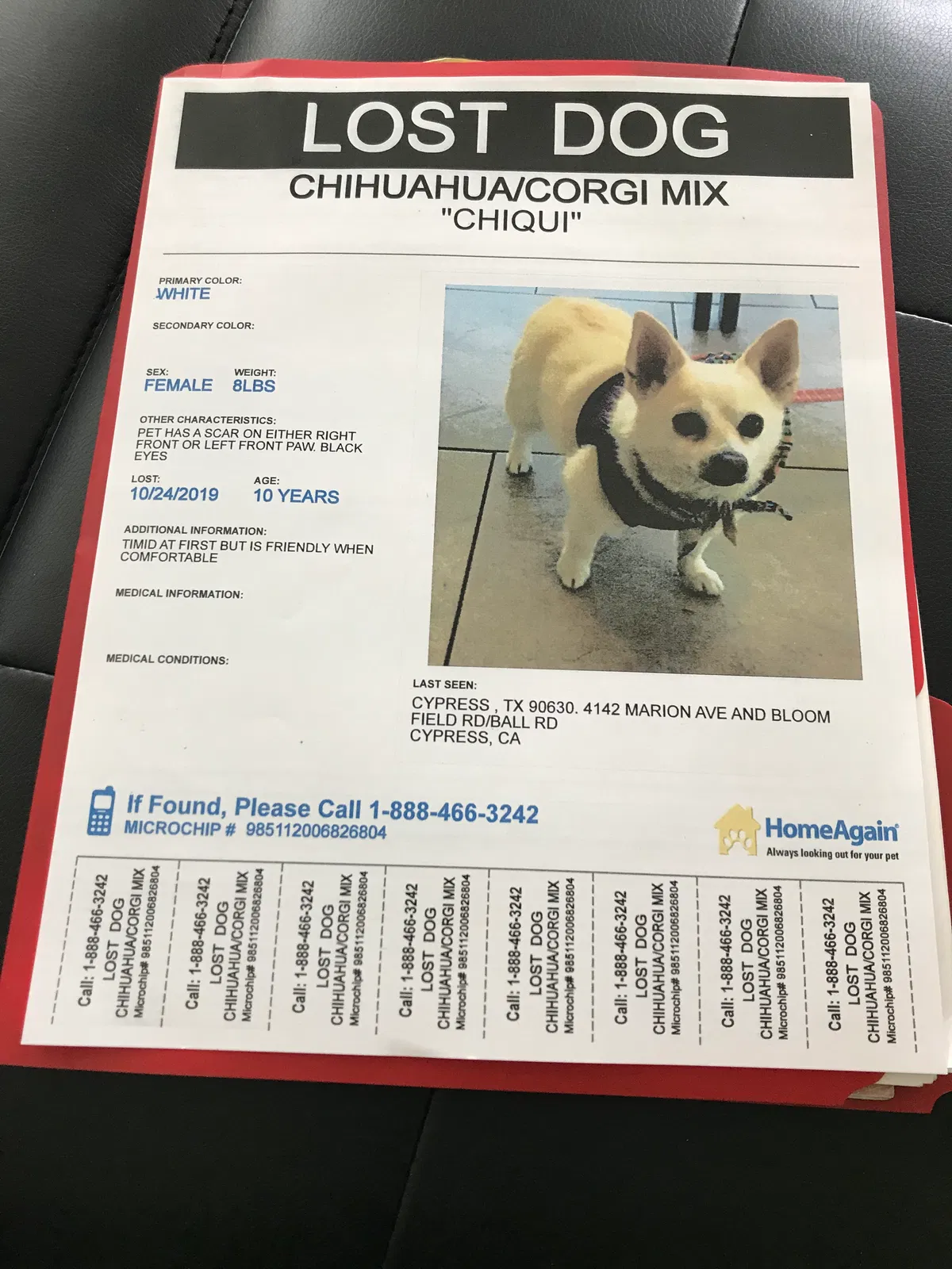 Lost dog in Cypress, CA, 90630