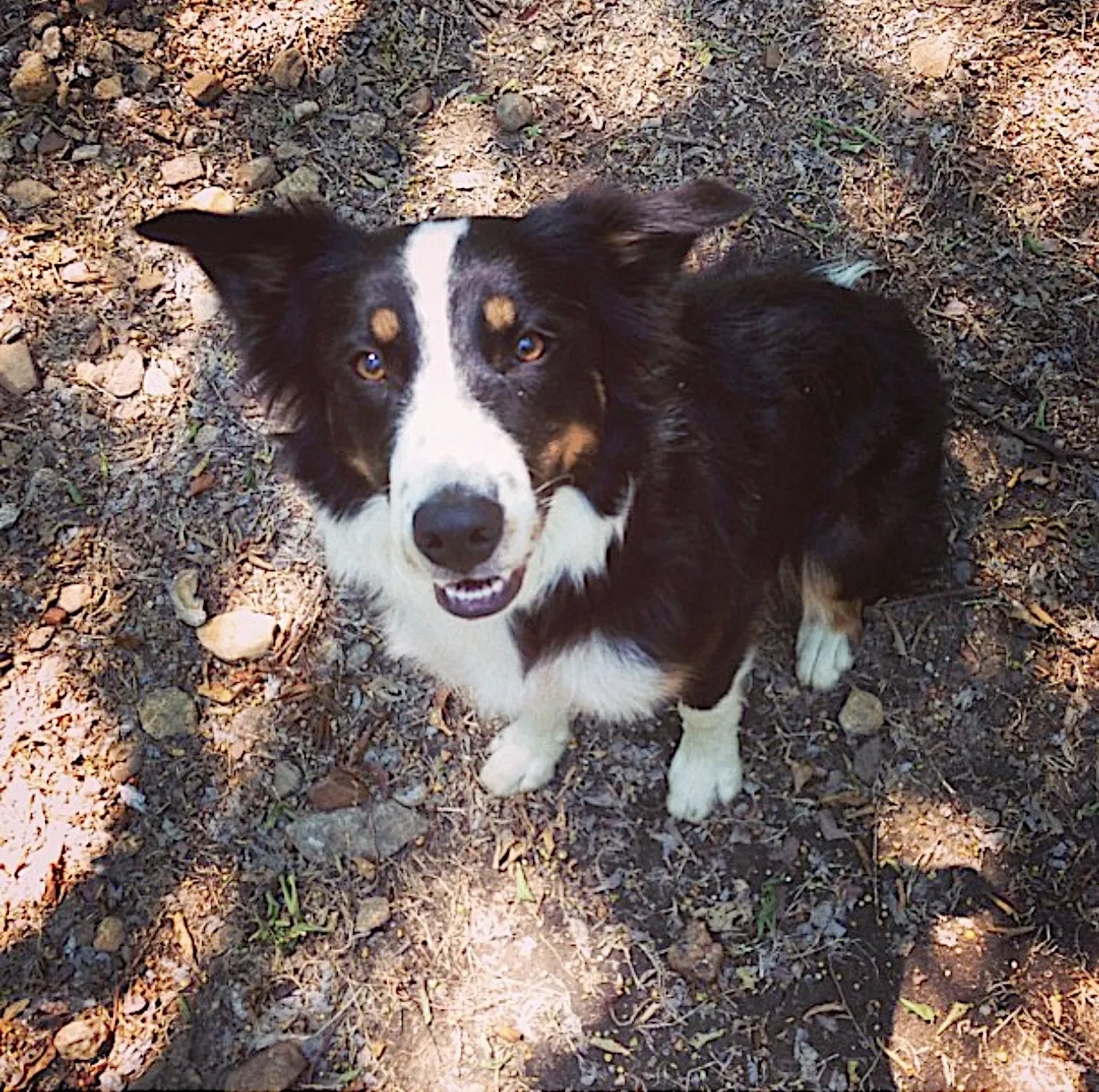 Lost dog in Fort Worth, TX, 76179