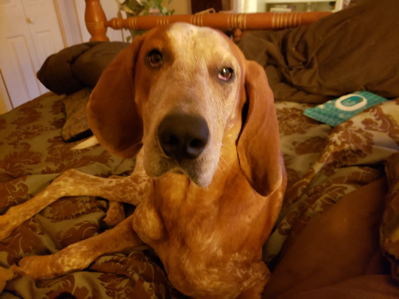 Lost dog in Fair Play, MO, 65649