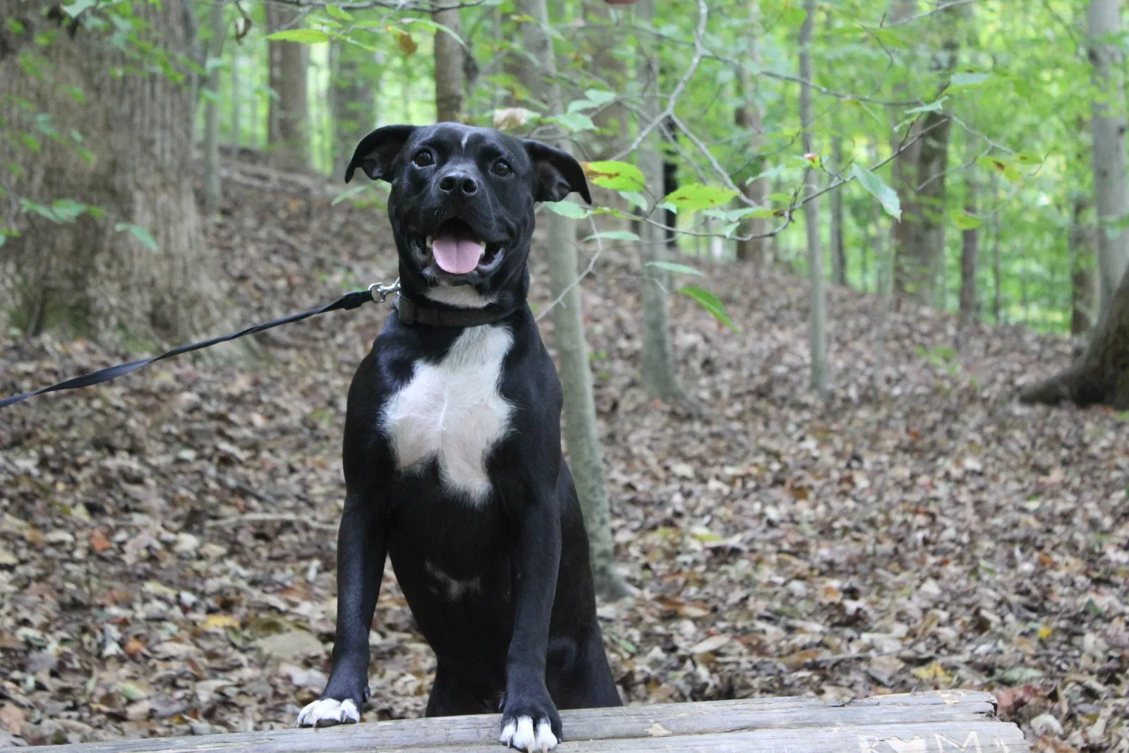 Lost dog in Nashville, TN, 37221