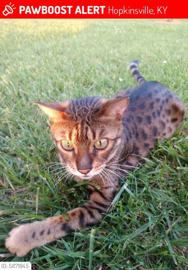 Lost cat in Hopkinsville, KY, 42240