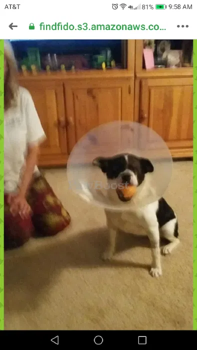 Lost dog in Newark, TX, 76071