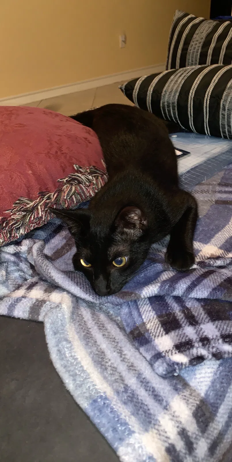 Lost cat in Corpus Christi, TX, 78413