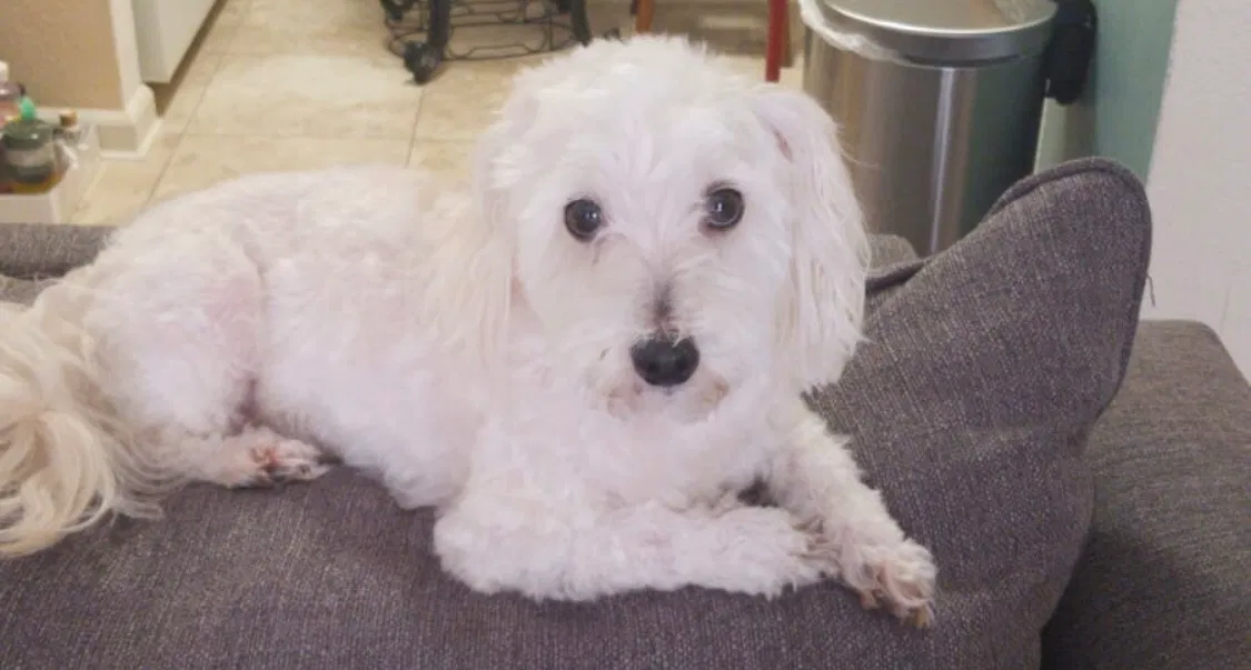 Lost dog in Slidell, LA, 70458