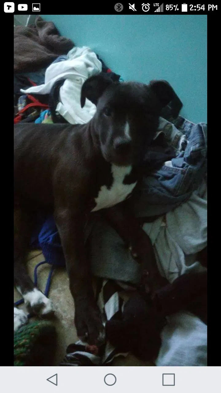 Lost dog in Milan, MI, 48160