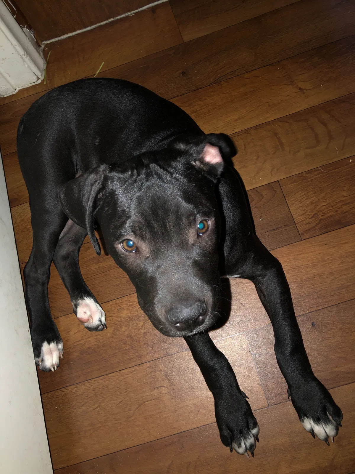 Found dog in Mesa, AZ, 85201