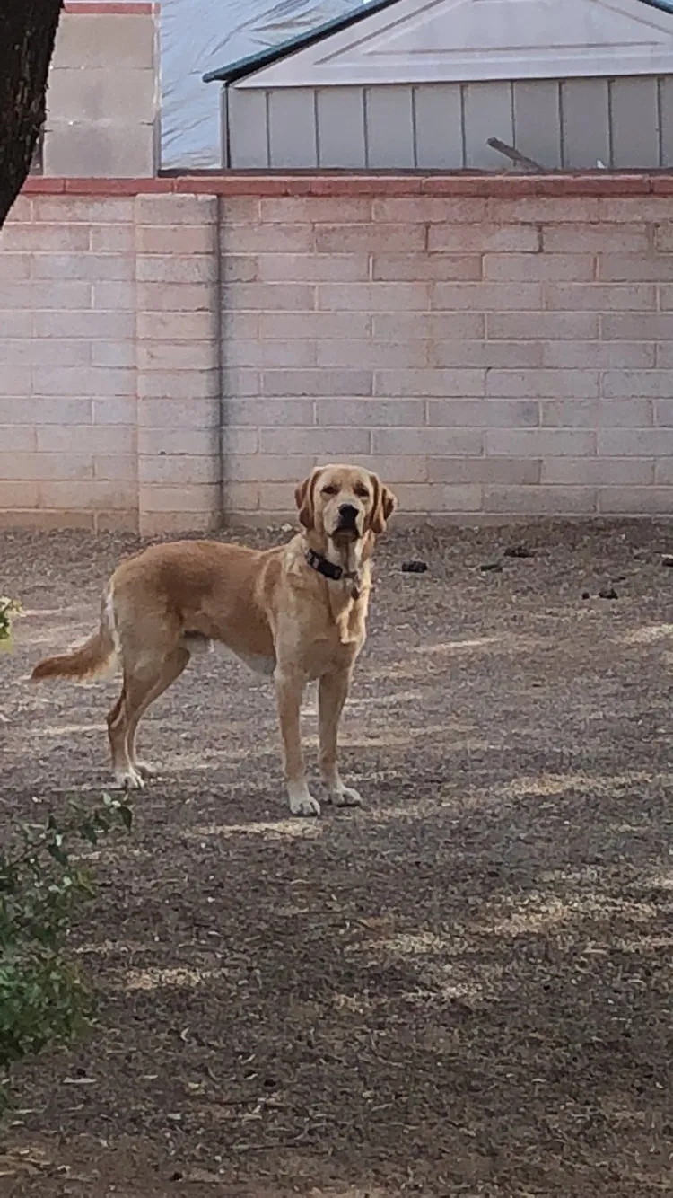 Lost dog in Tucson, AZ, 85719