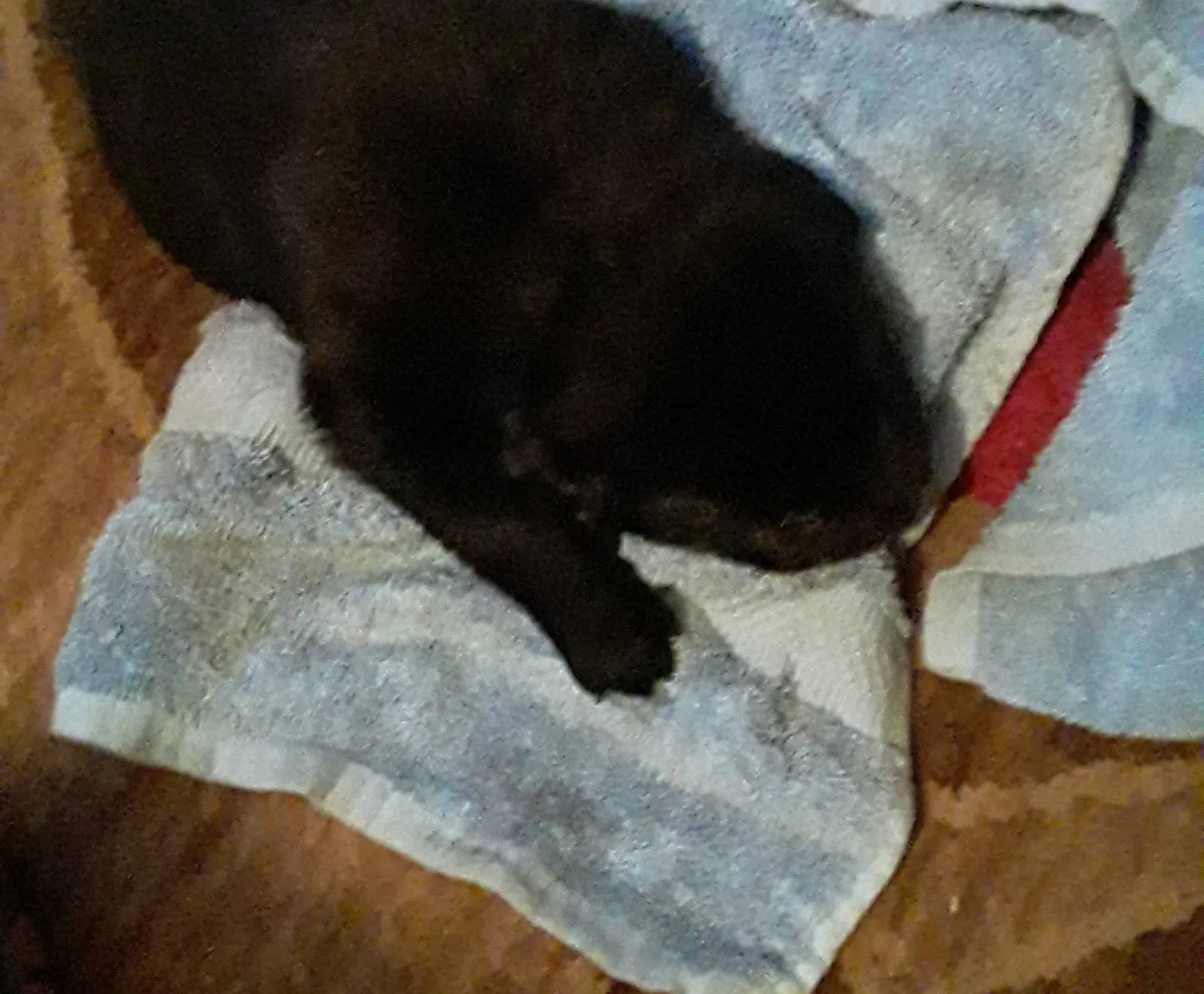 Lost dog in Tyler, TX, 75702