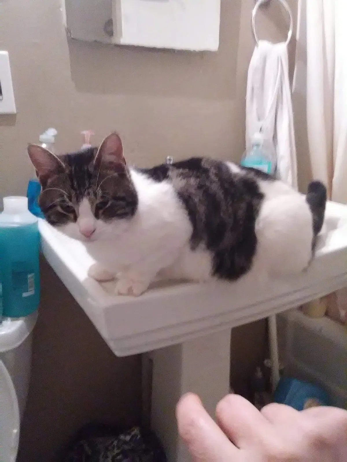 Lost cat in Rochester, NY, 14613