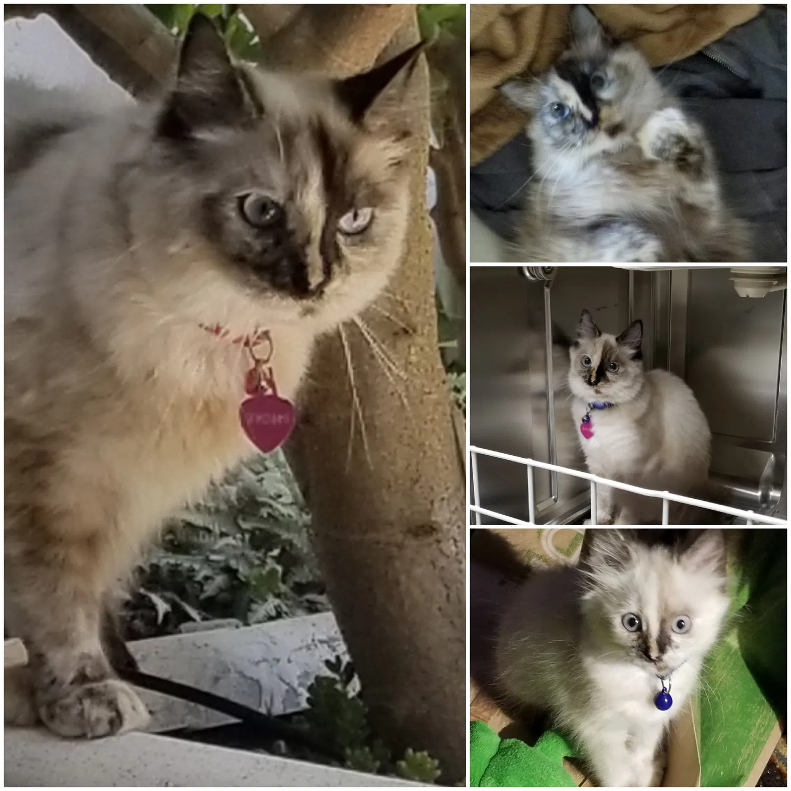 Lost cat in Fairfield, CA, 94533