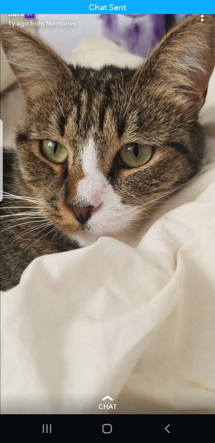 Lost cat in Reno, NV, 89503