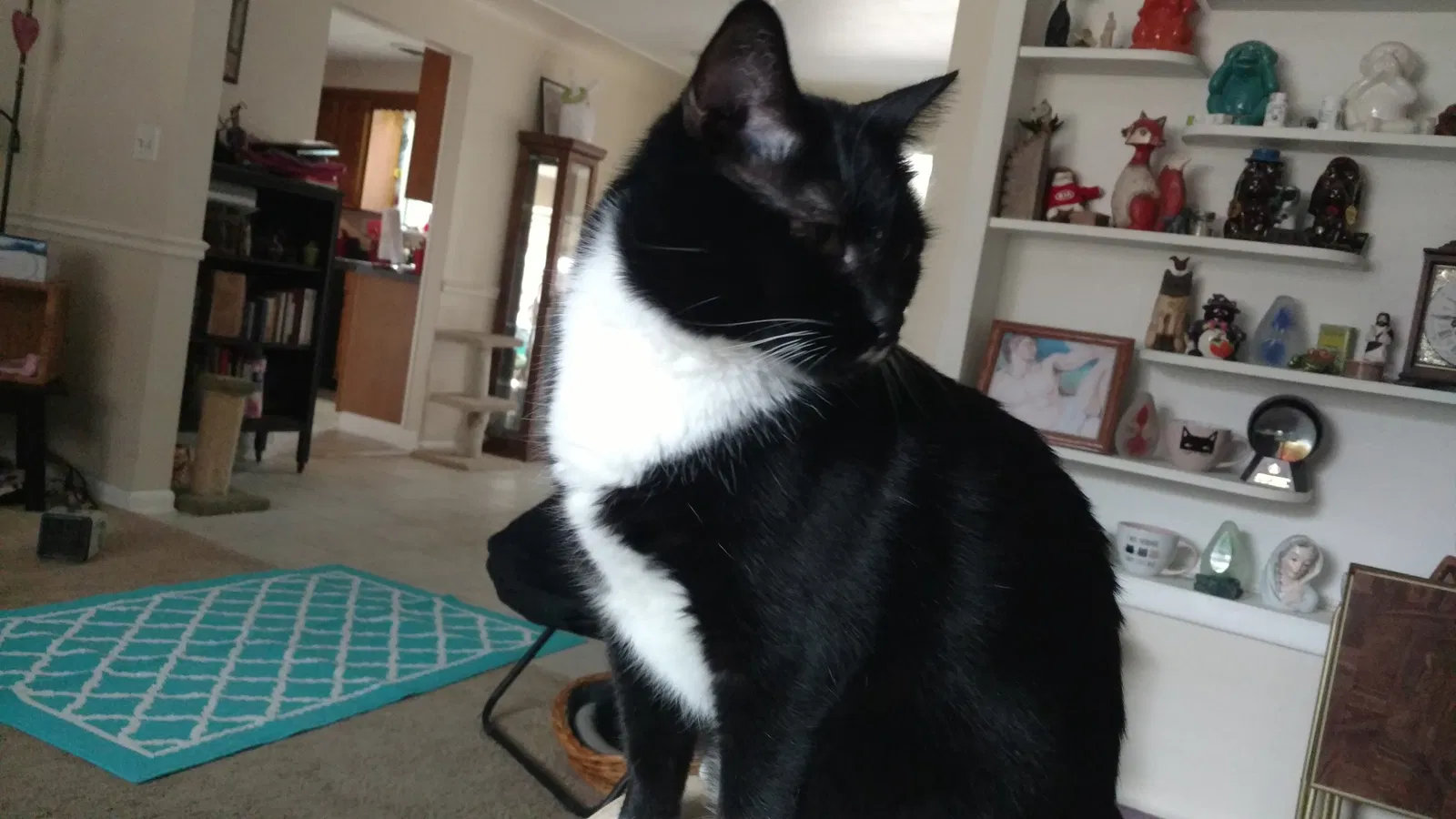 Lost cat in Independence, OH, 44131