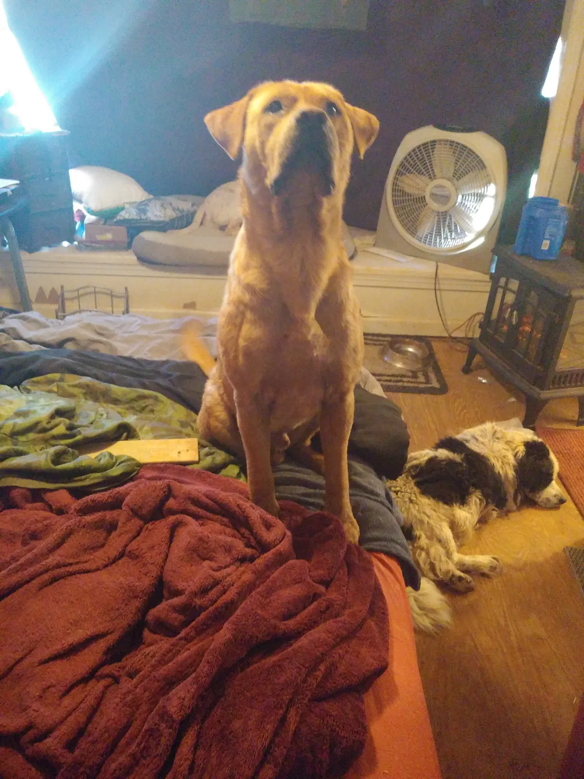 Lost dog in Franklin, GA, 30217