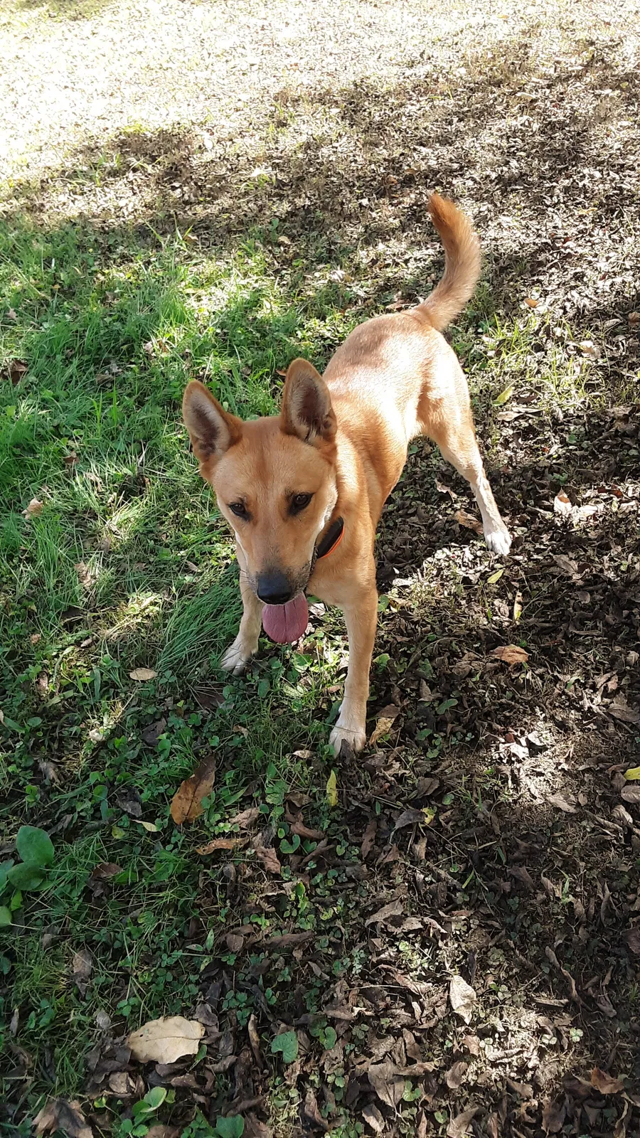 Lost dog in Dayton, TN, 37321