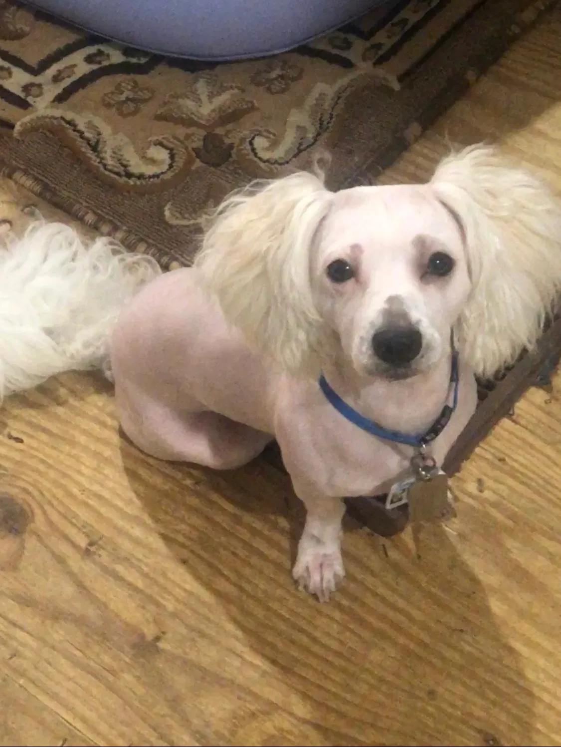 Lost dog in San Diego, CA, 92113