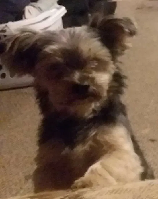 Lost dog in Marietta, OH, 45750