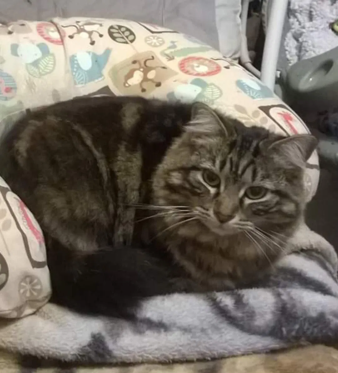 Lost cat in South Saint Paul, MN, 55075