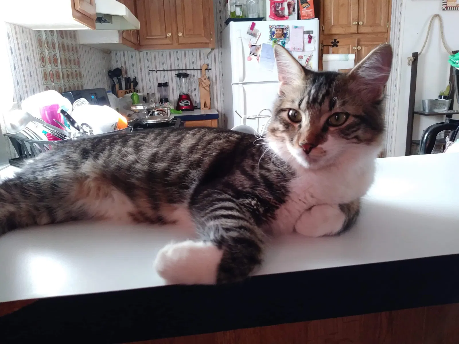 Lost cat in Canutillo, TX, 79835