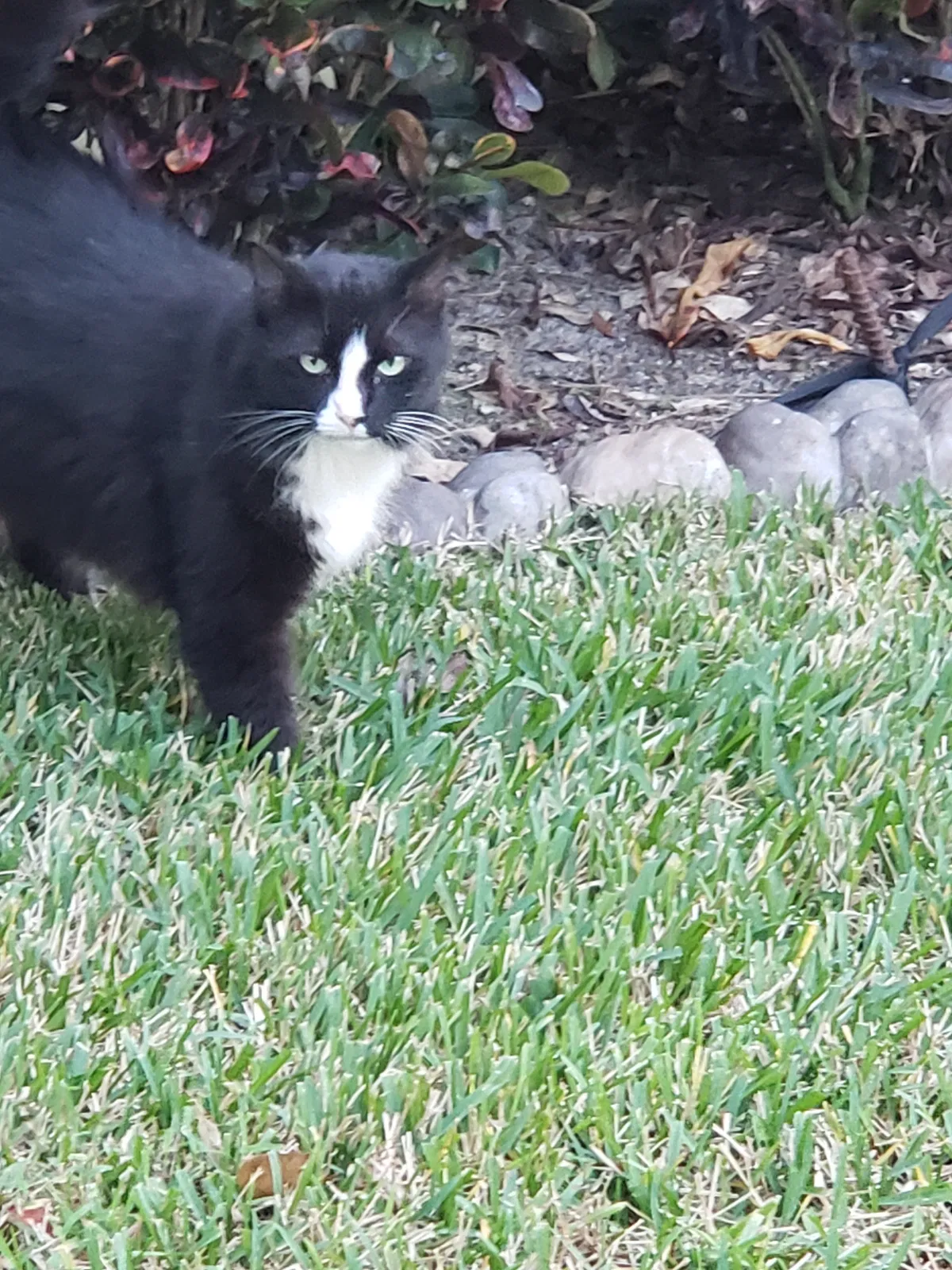 Found cat in Jupiter, FL, 33458