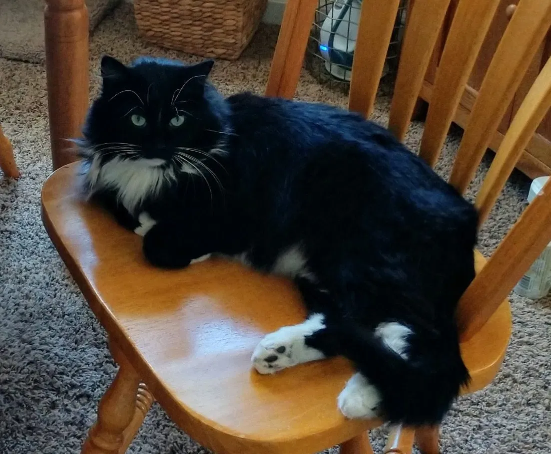 Lost cat in Reno, NV, 89511