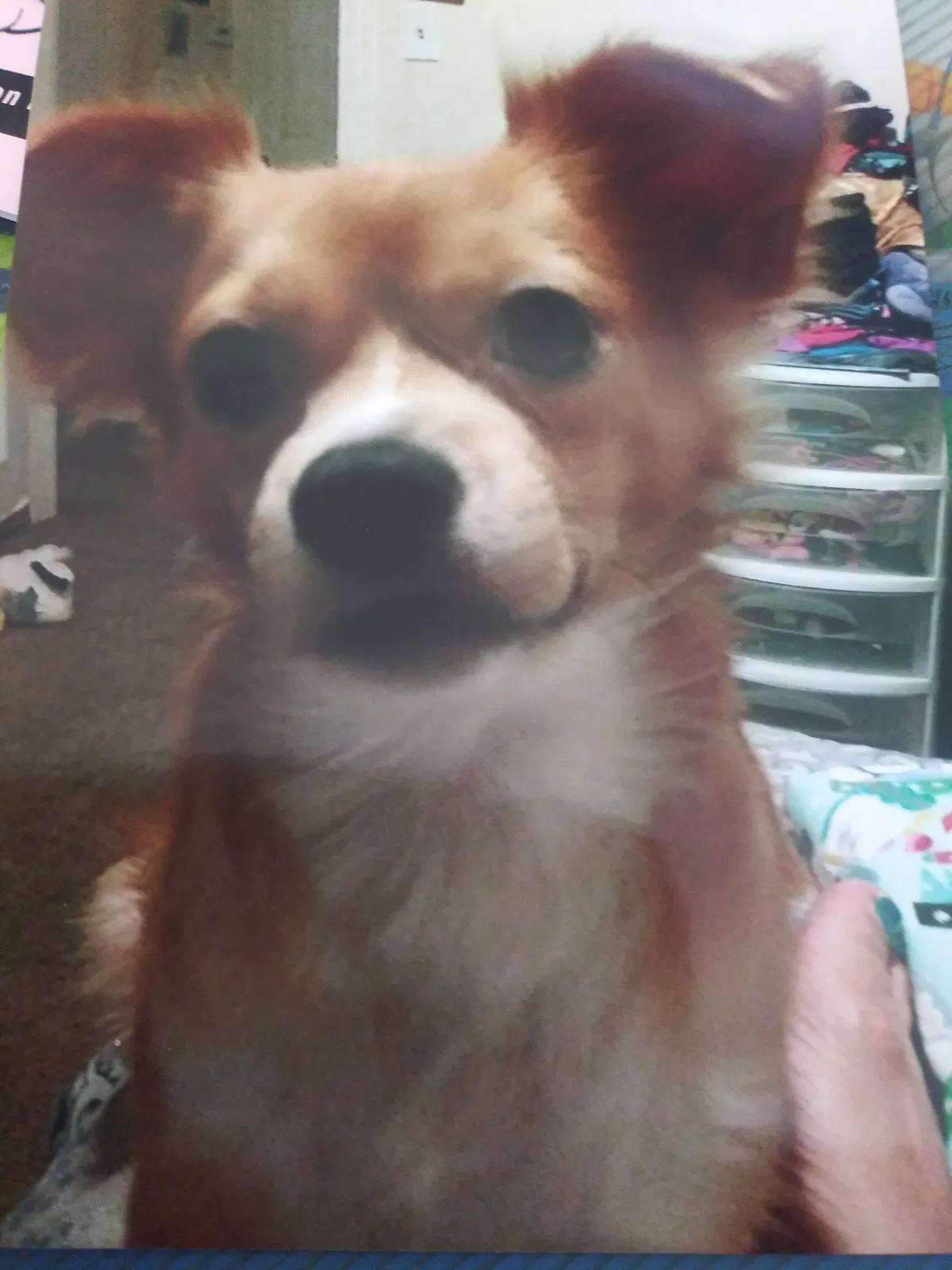 Lost dog in Cleveland, OH, 44135