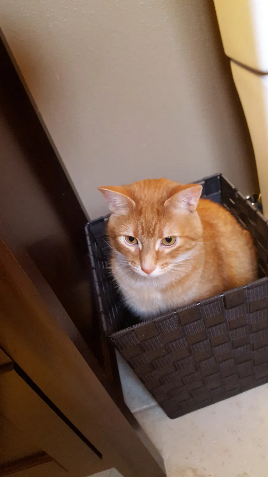 Lost cat in Lynnwood, WA, 98037
