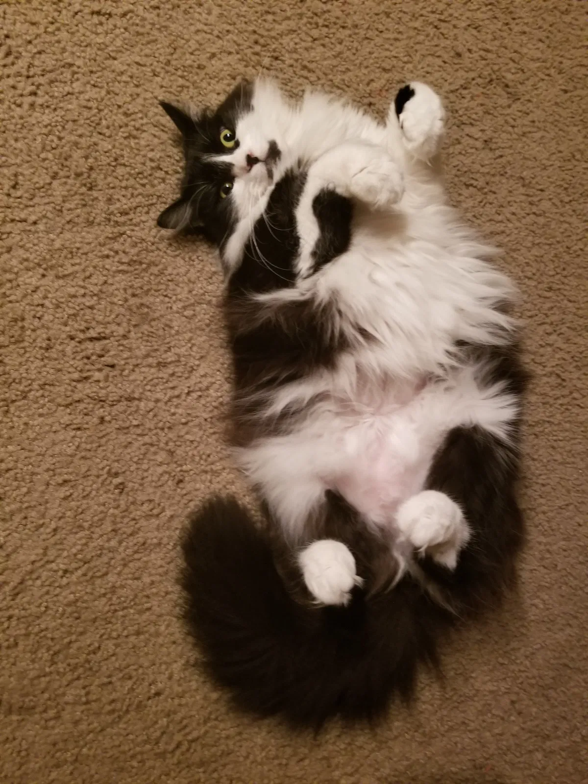 Lost cat in Noblesville, IN, 46060