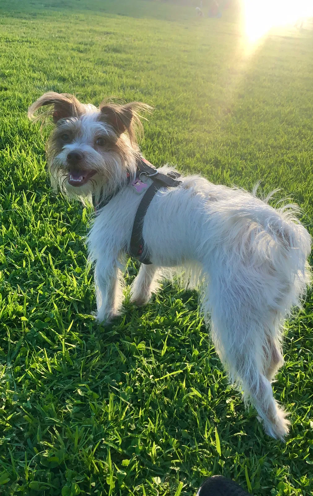 Lost dog in Pacoima, CA, 91331