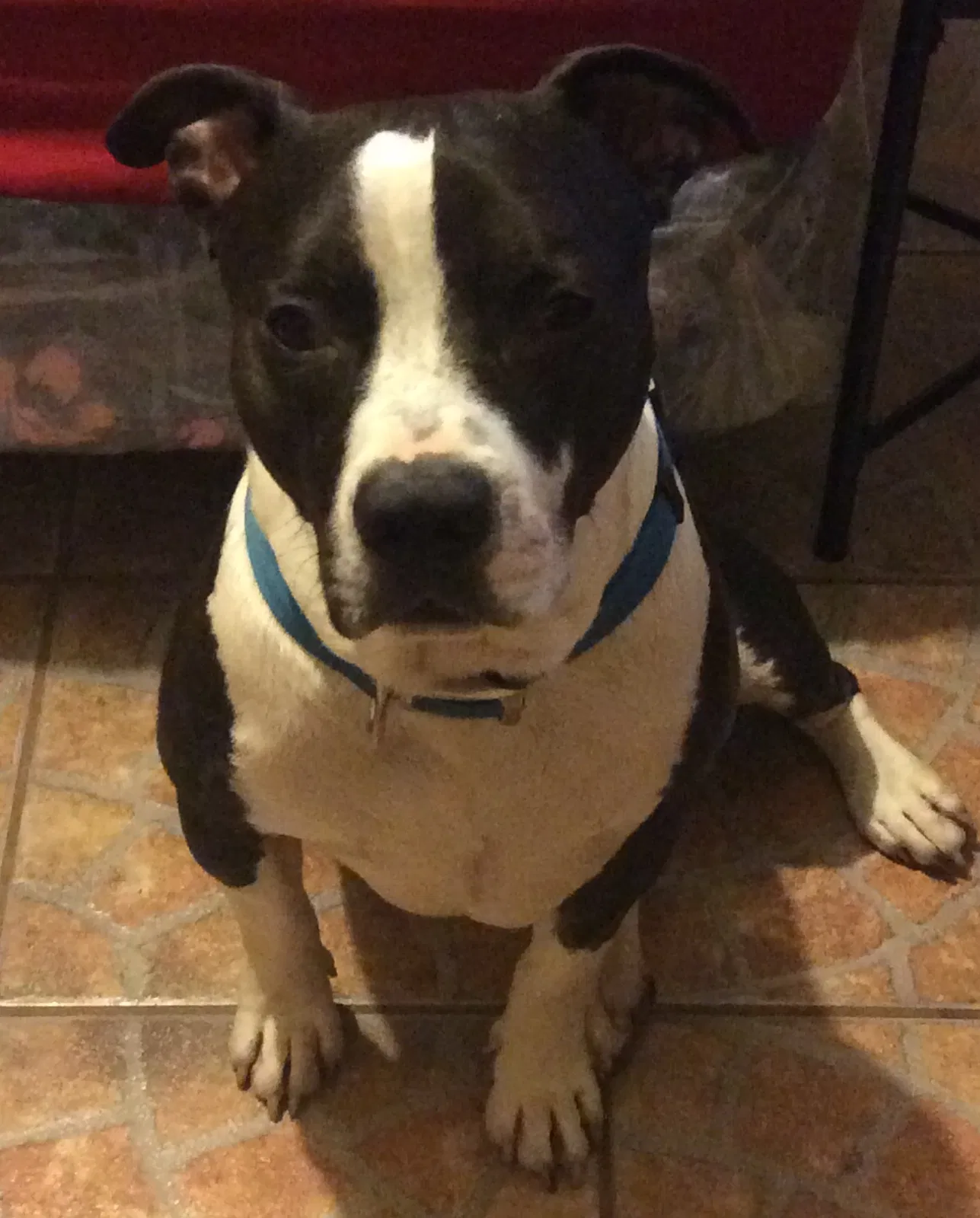 Lost dog in Fresno, CA, 93704