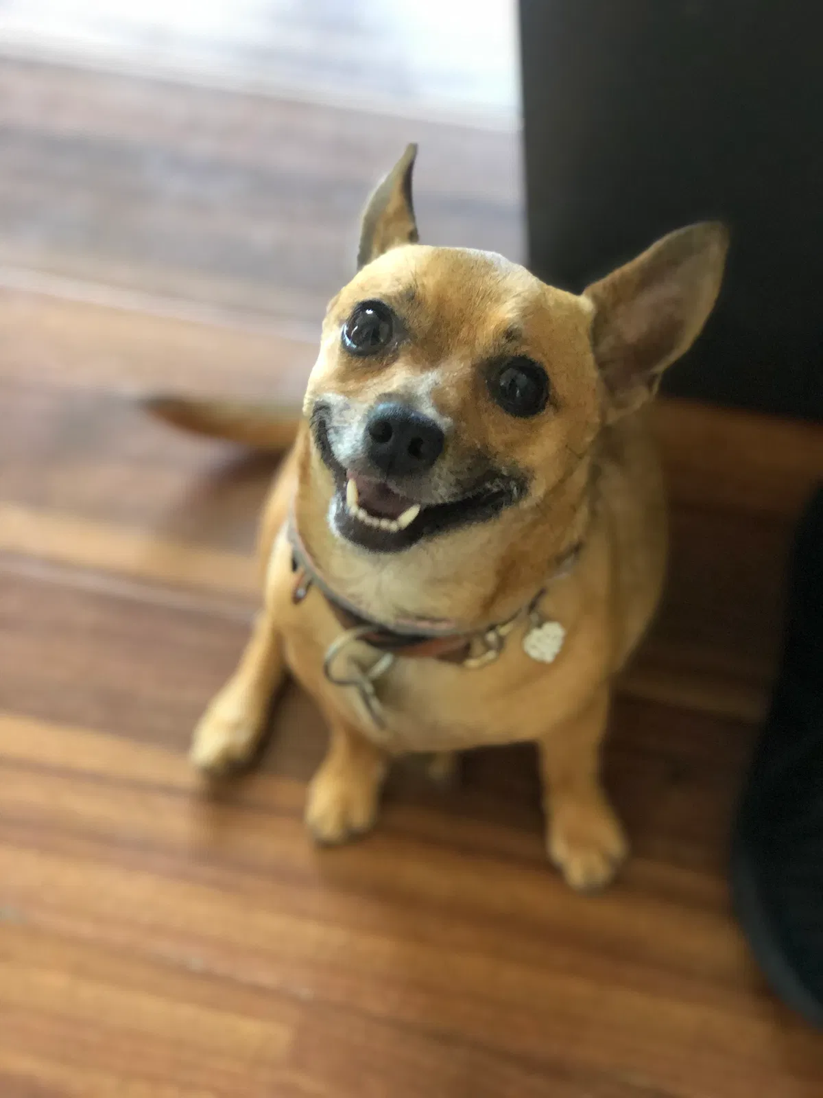 Lost dog in Harbor City, CA, 90710