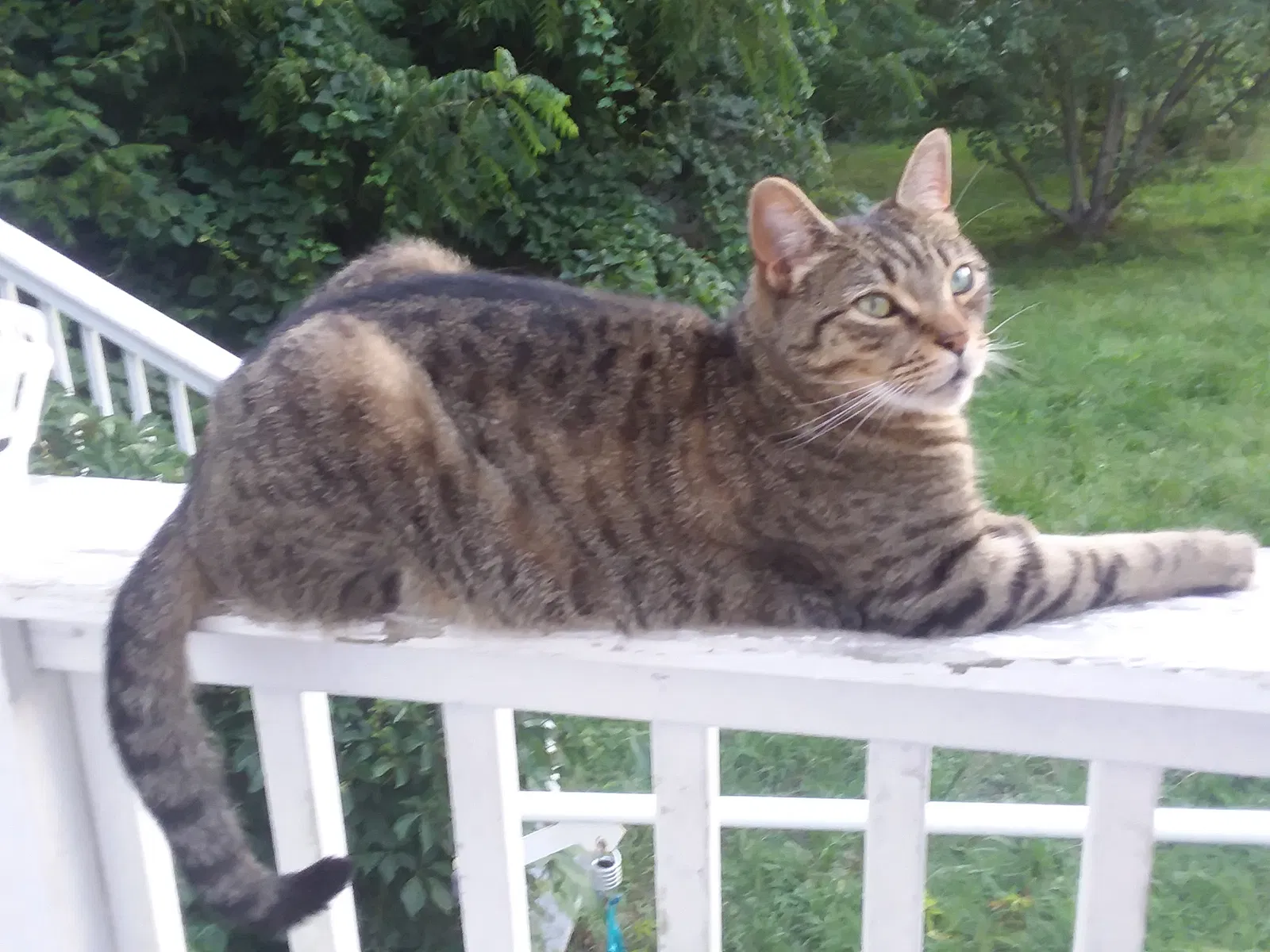 Lost cat in Asheville, NC, 28803