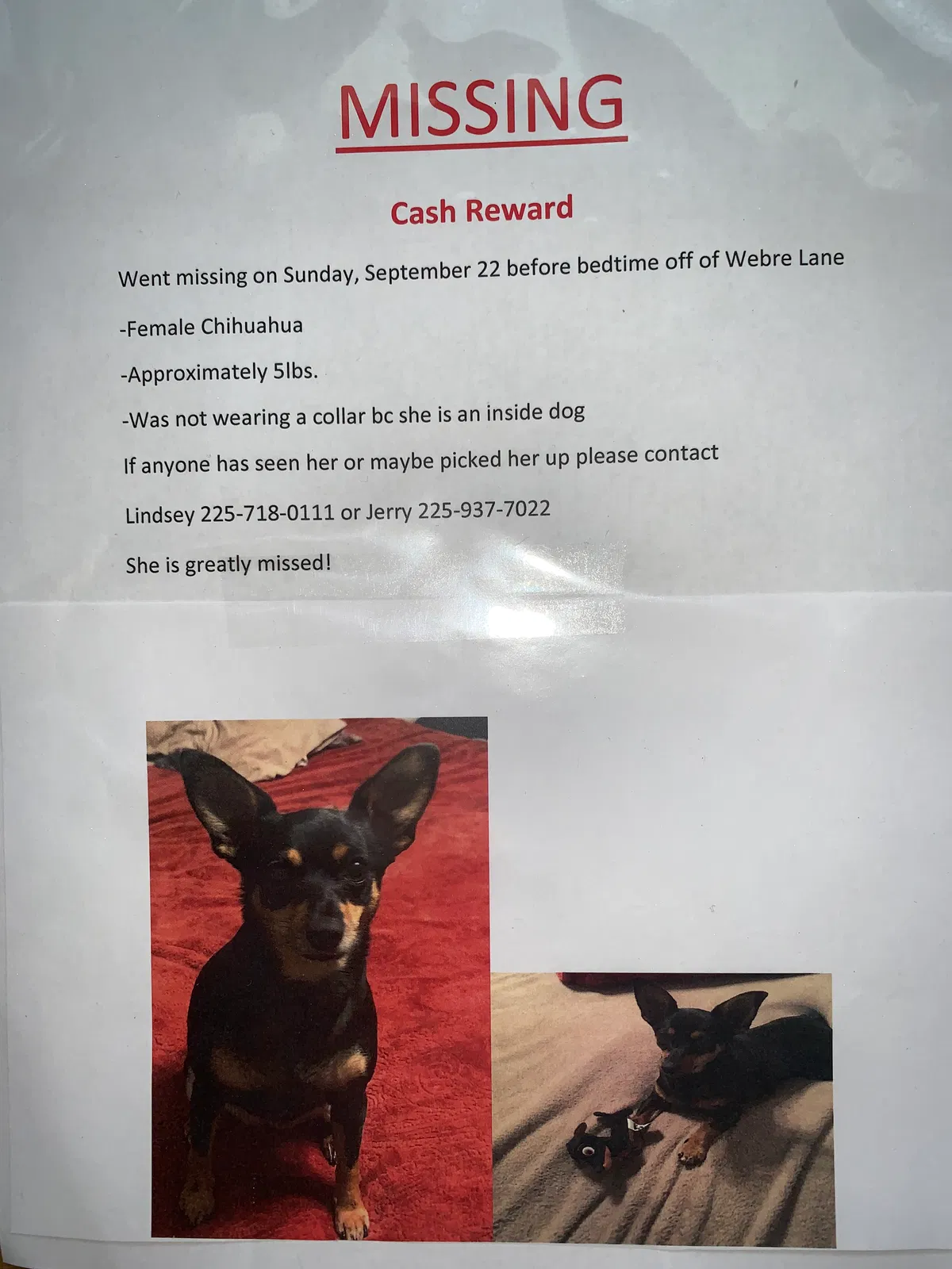 Lost dog in Maringouin, LA, 70757