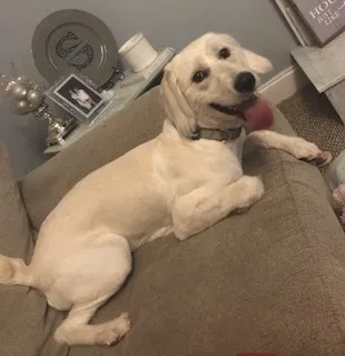 Lost dog in Griffin, GA, 30223
