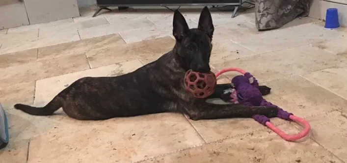 Lost dog in Alpharetta, GA, 30022