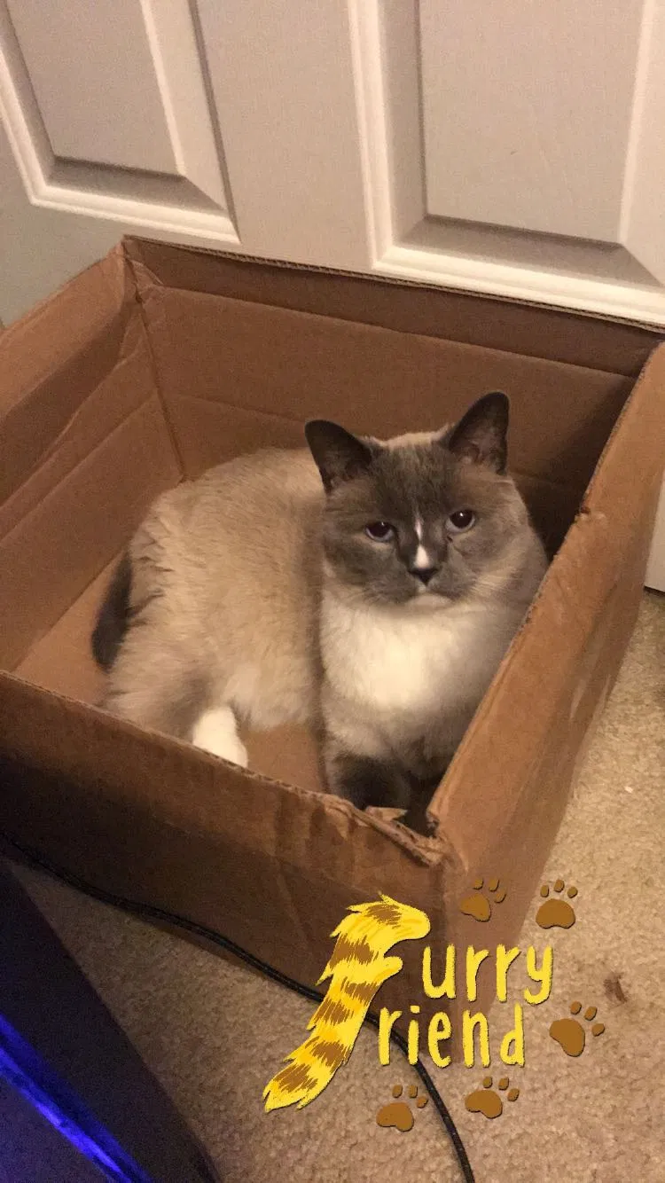 Lost cat in Myrtle Beach, SC, 29579