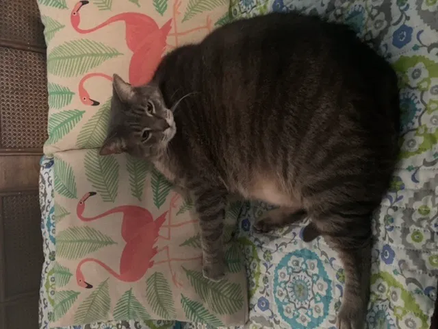 Lost cat in Myrtle Beach, SC, 29572