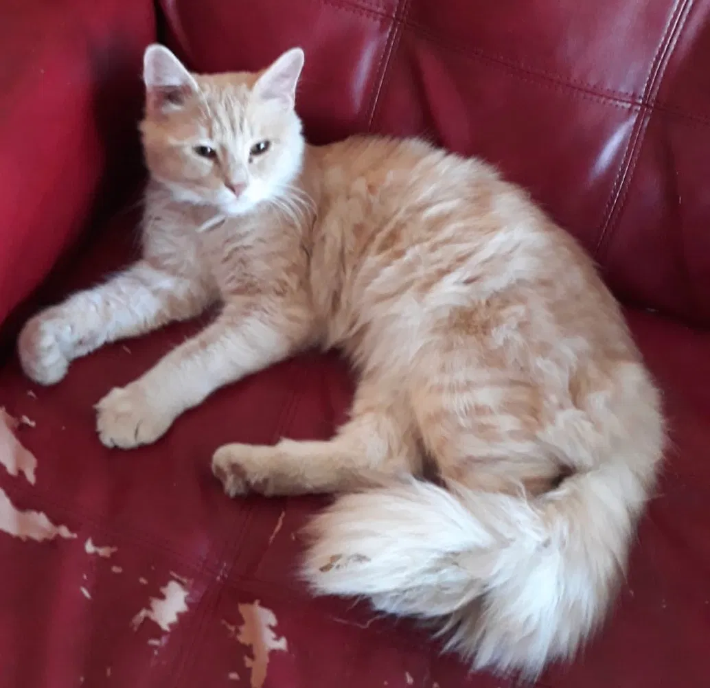 Lost cat in Dallas, TX, 75228