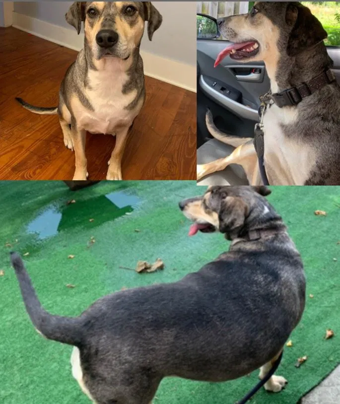 Lost dog in Leicester, NC, 28748
