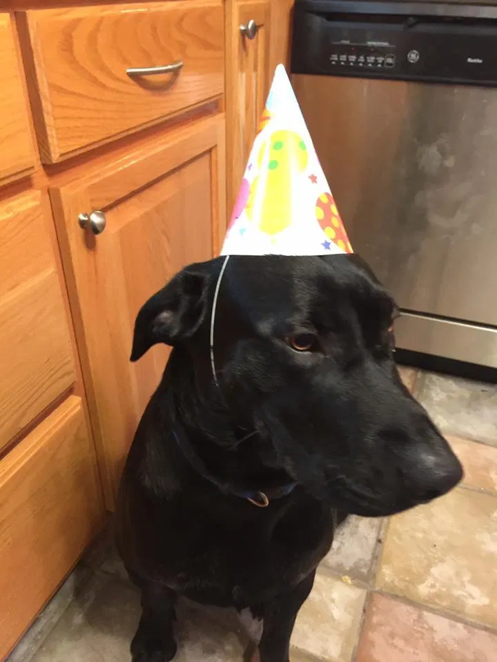 Lost dog in Mantachie, MS, 38855