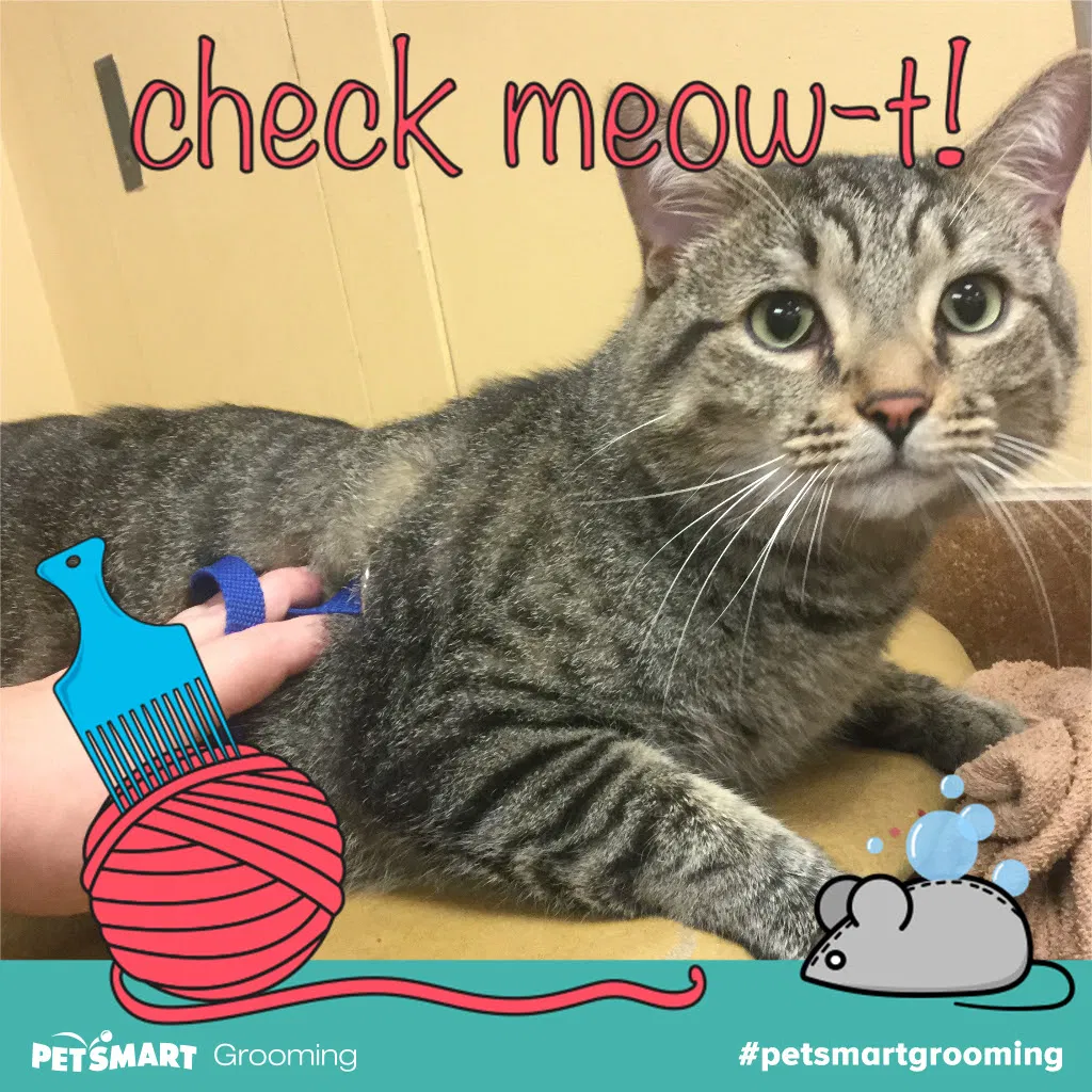Lost cat in Winston Salem, NC, 27106