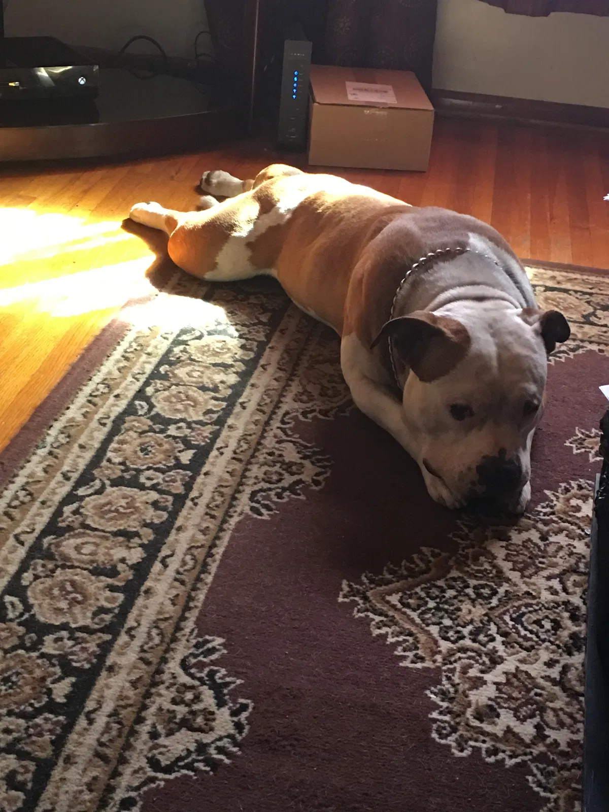 Lost dog in Fort Smith, AR, 72904