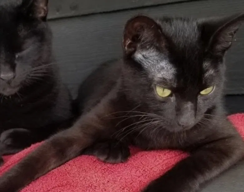 Lost cat in Jacksonville, FL, 32244