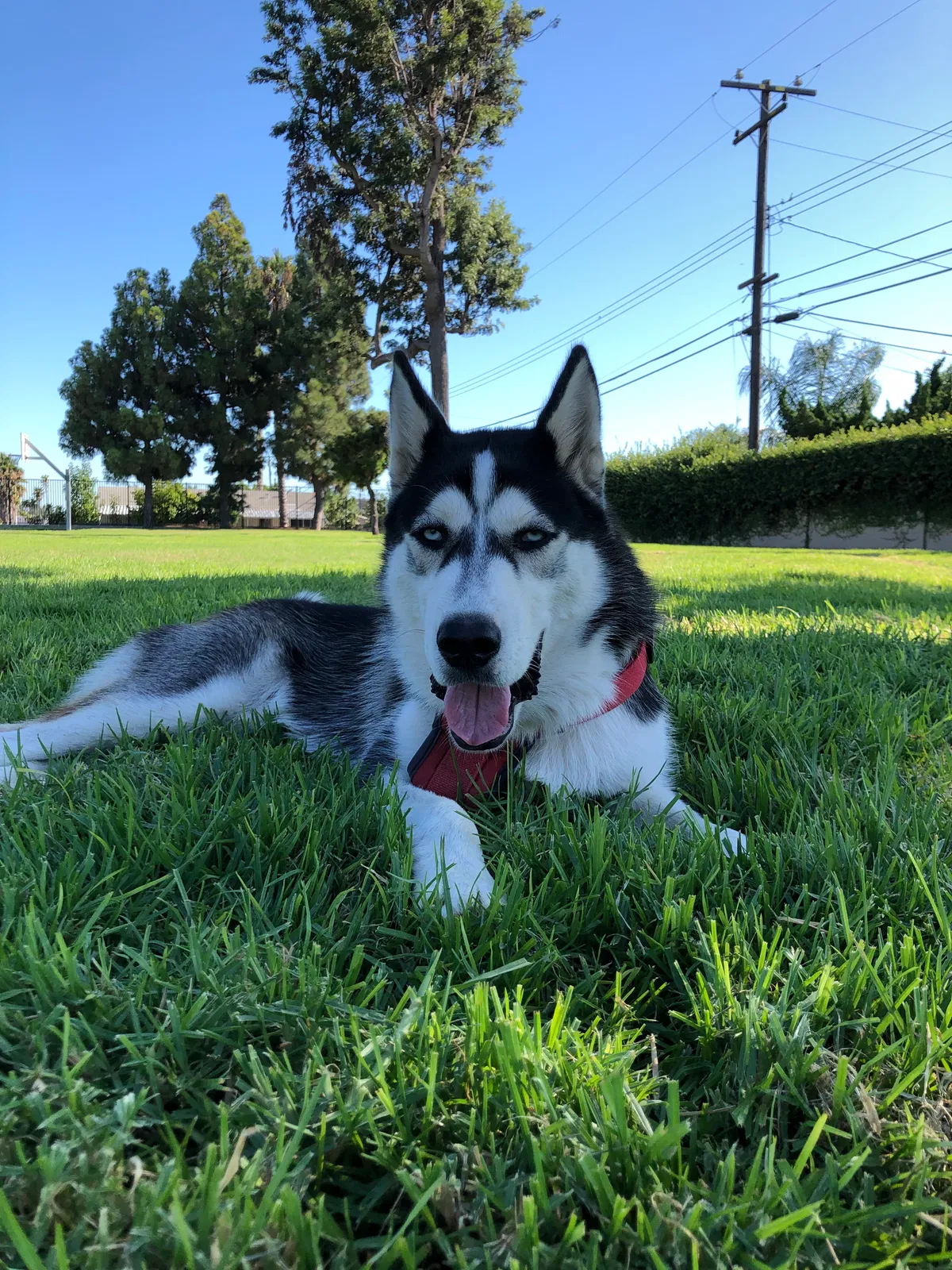 Lost dog in Garden Grove, CA, 92844