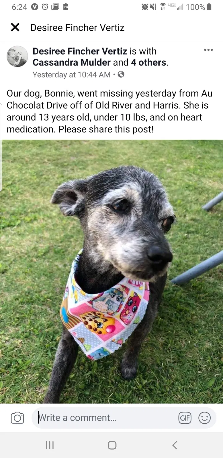 Lost dog in Bakersfield, CA, 93311