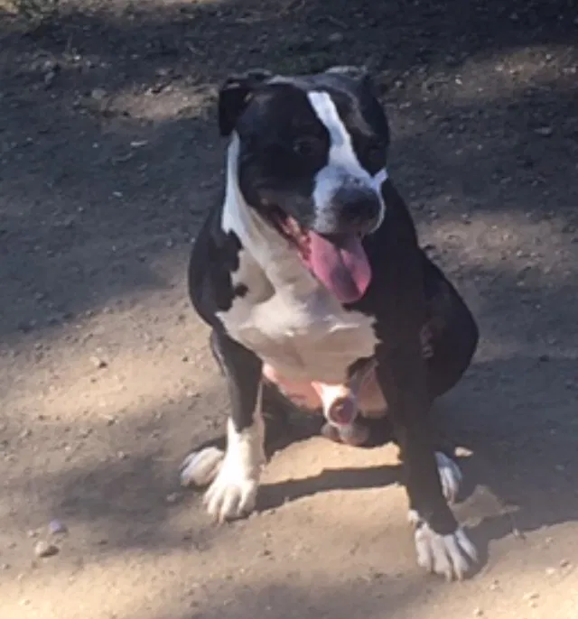 Lost dog in Columbus, OH, 43206